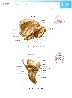 Sobotta Atlas of Human Anatomy  Head,Neck,Upper Limb Volume1 2006, page 66